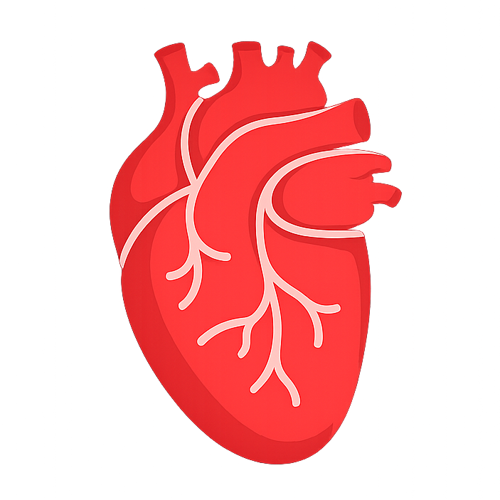 Cardiovascular